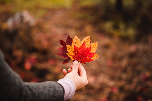 fall leaves